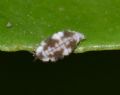 Semidalis aleyrodiformis (cfr.)